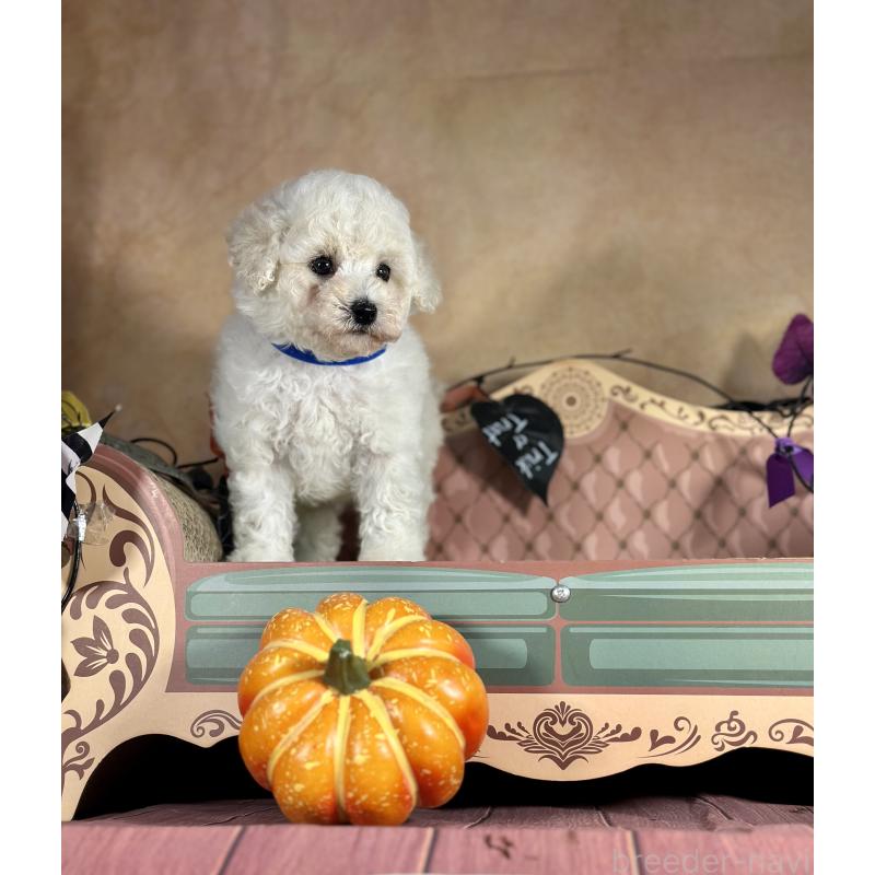 成約済の京都府のトイプードル-413395の15枚目