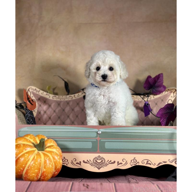 成約済の京都府のトイプードル-413395の14枚目