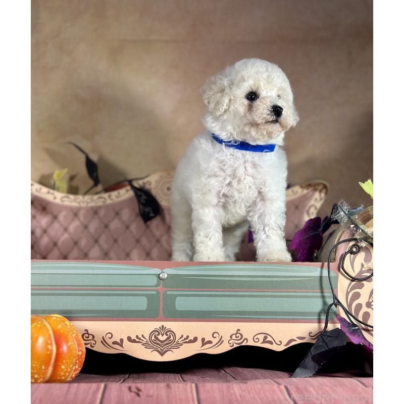 成約済の京都府のトイプードル-413395の13枚目