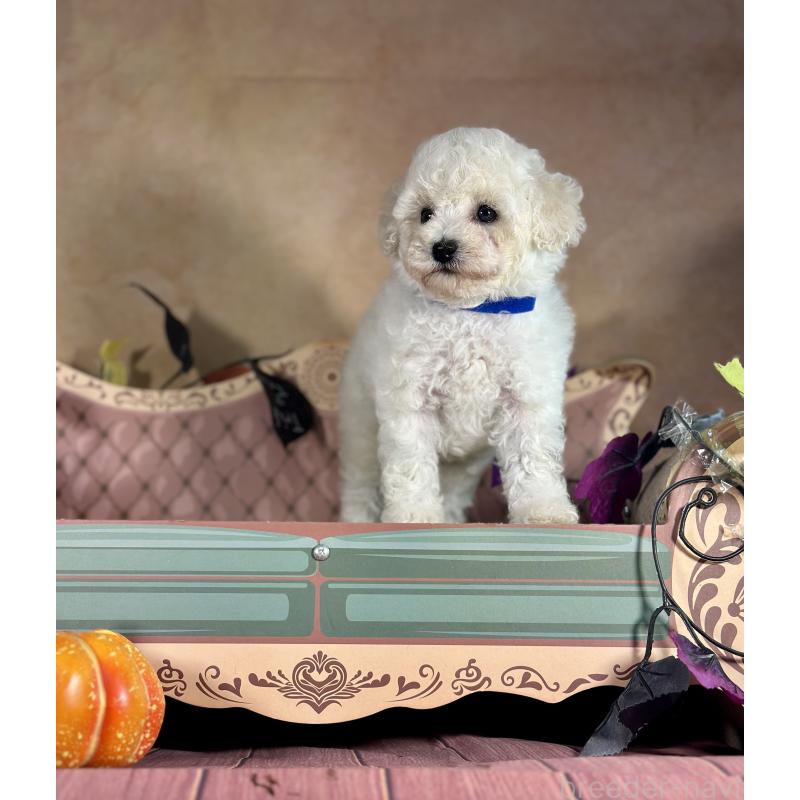 成約済の京都府のトイプードル-413395の12枚目