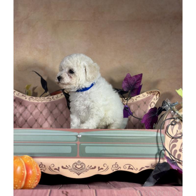 成約済の京都府のトイプードル-413395の11枚目