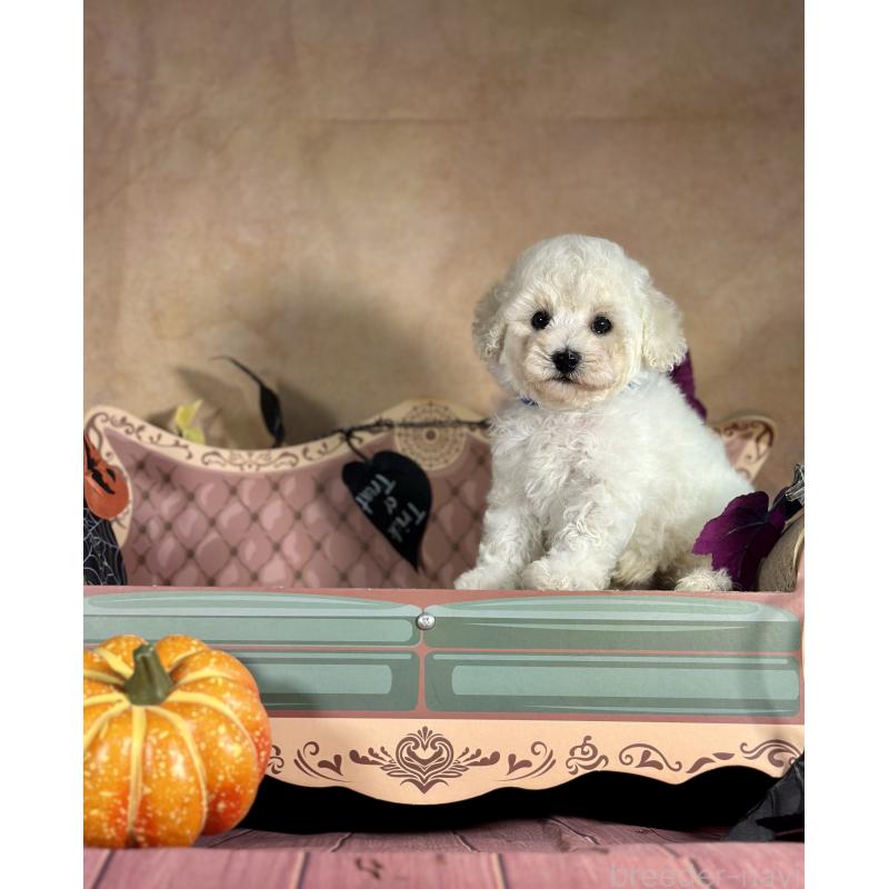 成約済の京都府のトイプードル-413395の10枚目