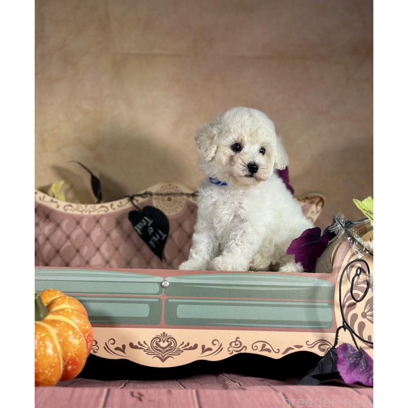 成約済の京都府のトイプードル-413395の9枚目