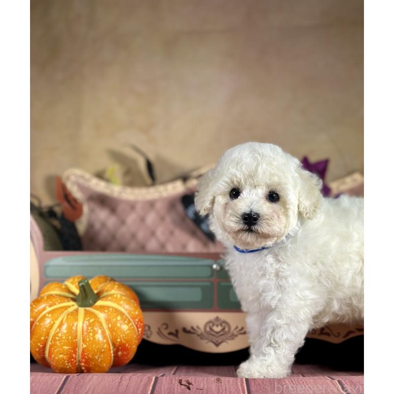 成約済の京都府のトイプードル-413395の8枚目