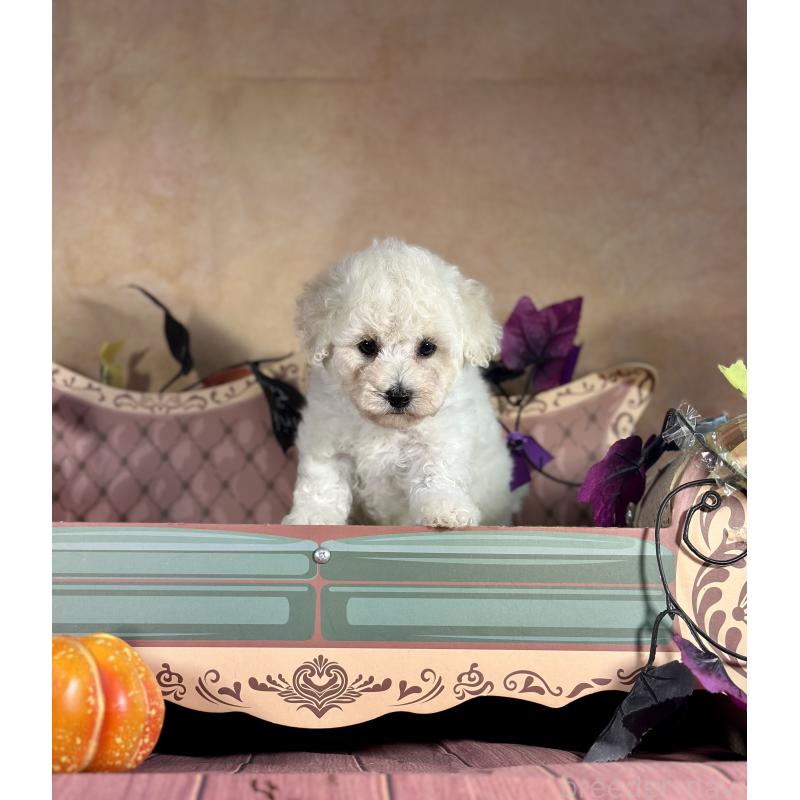 成約済の京都府のトイプードル-413395の7枚目