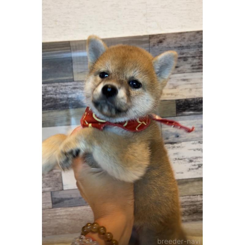 販売中の茨城県の柴犬-417573の5枚目
