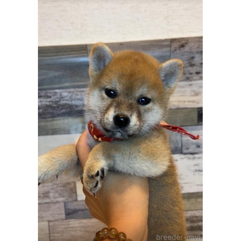 販売中の茨城県の柴犬-417573の4枚目