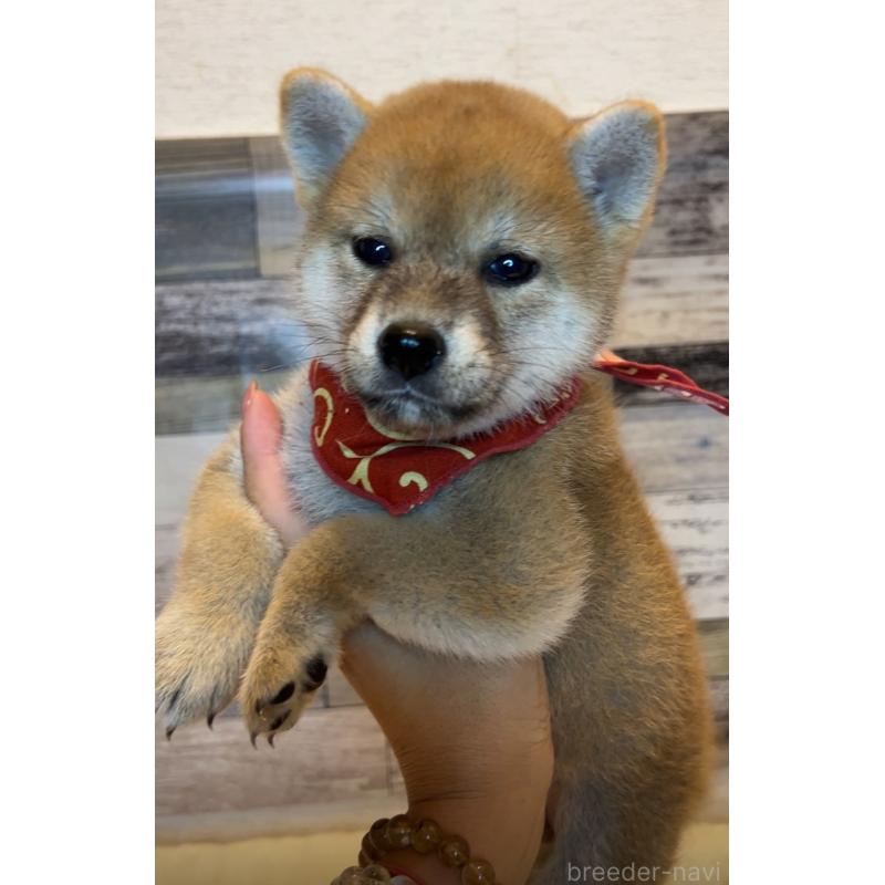 販売中の茨城県の柴犬-417573の3枚目