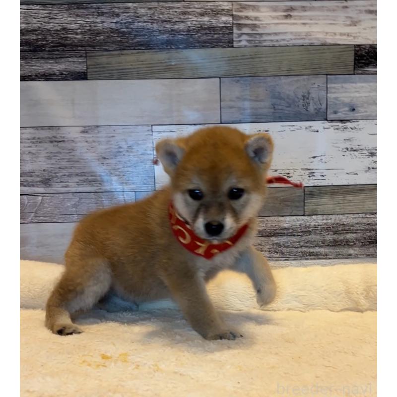 販売中の茨城県の柴犬-417573の2枚目