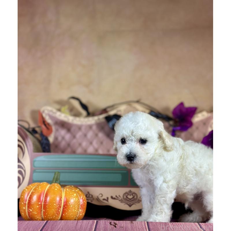 販売中の京都府のタイニープードル-413400の43枚目