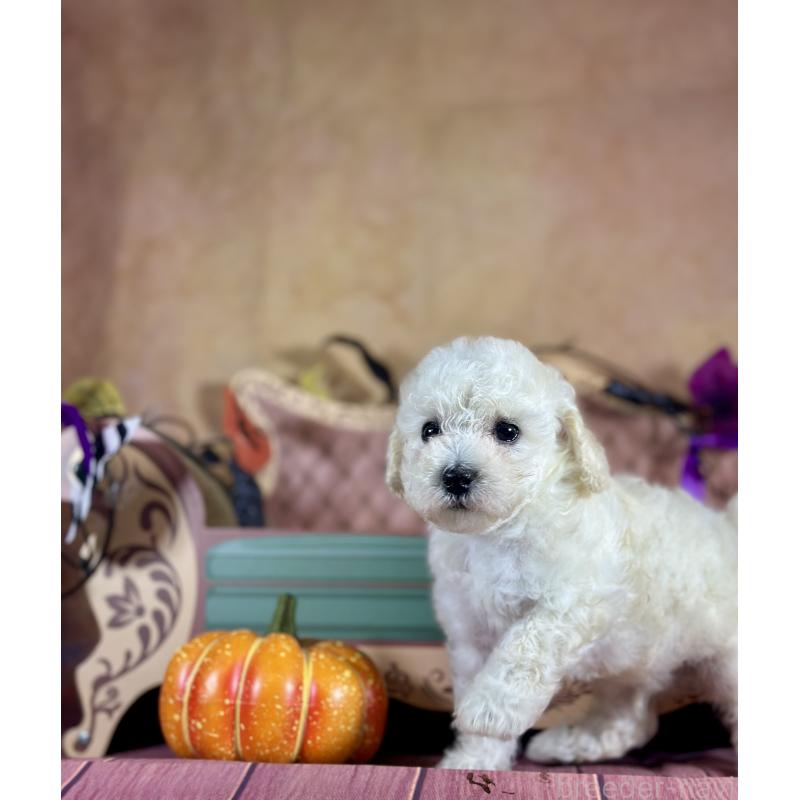 販売中の京都府のタイニープードル-413400の42枚目
