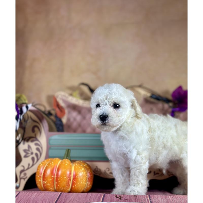 販売中の京都府のタイニープードル-413400の41枚目