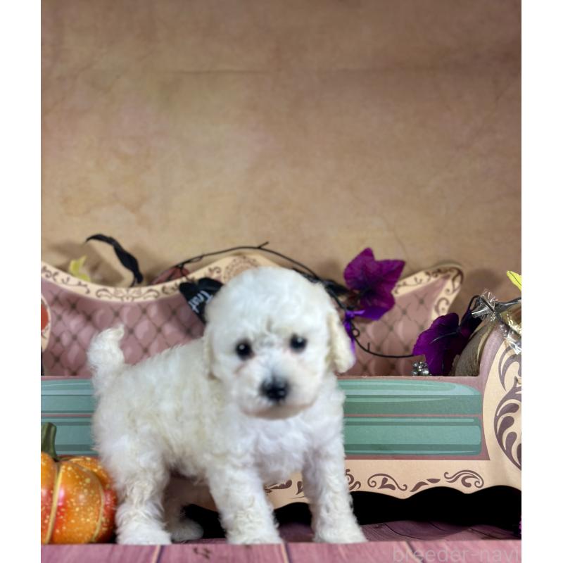 販売中の京都府のタイニープードル-413400の40枚目