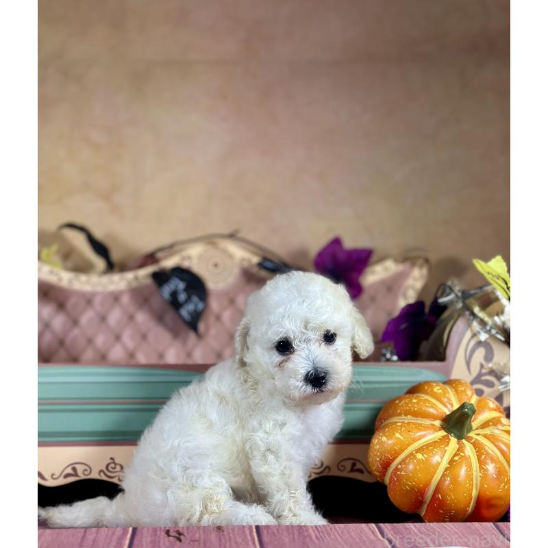 販売中の京都府のタイニープードル-413400の39枚目