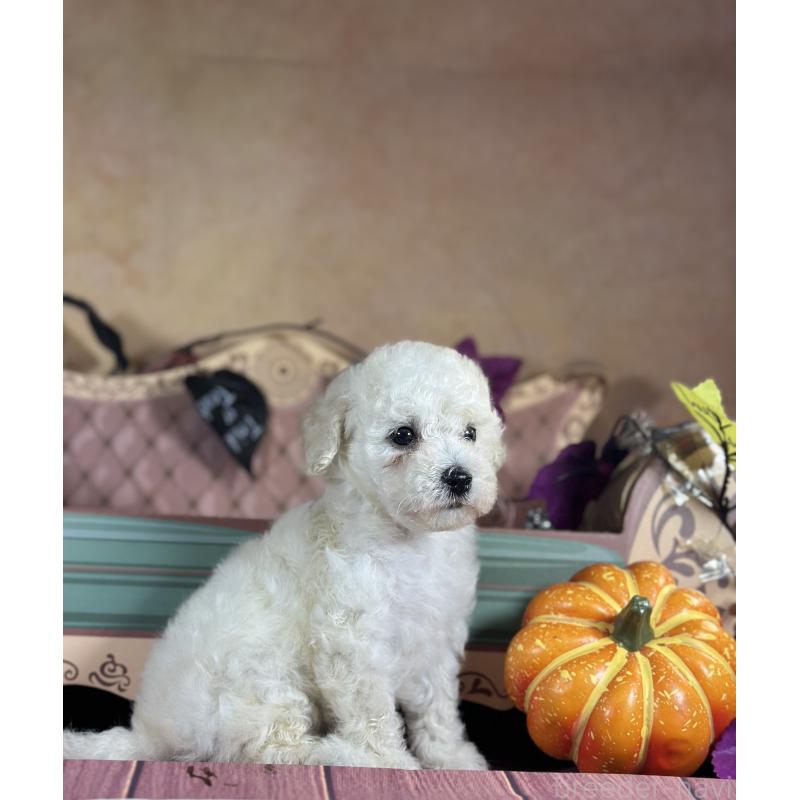 販売中の京都府のタイニープードル-413400の38枚目