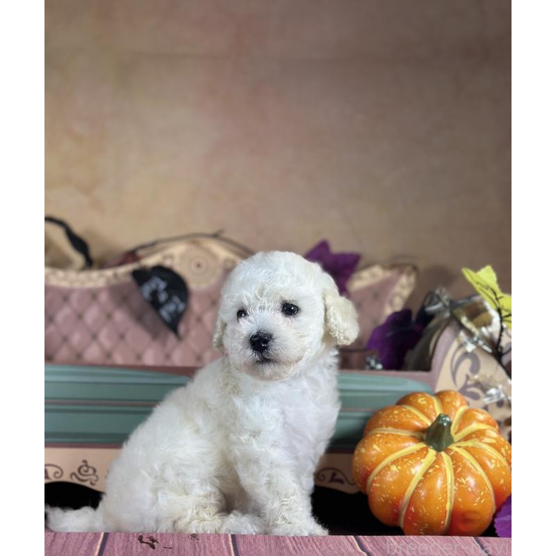 販売中の京都府のタイニープードル-413400の37枚目