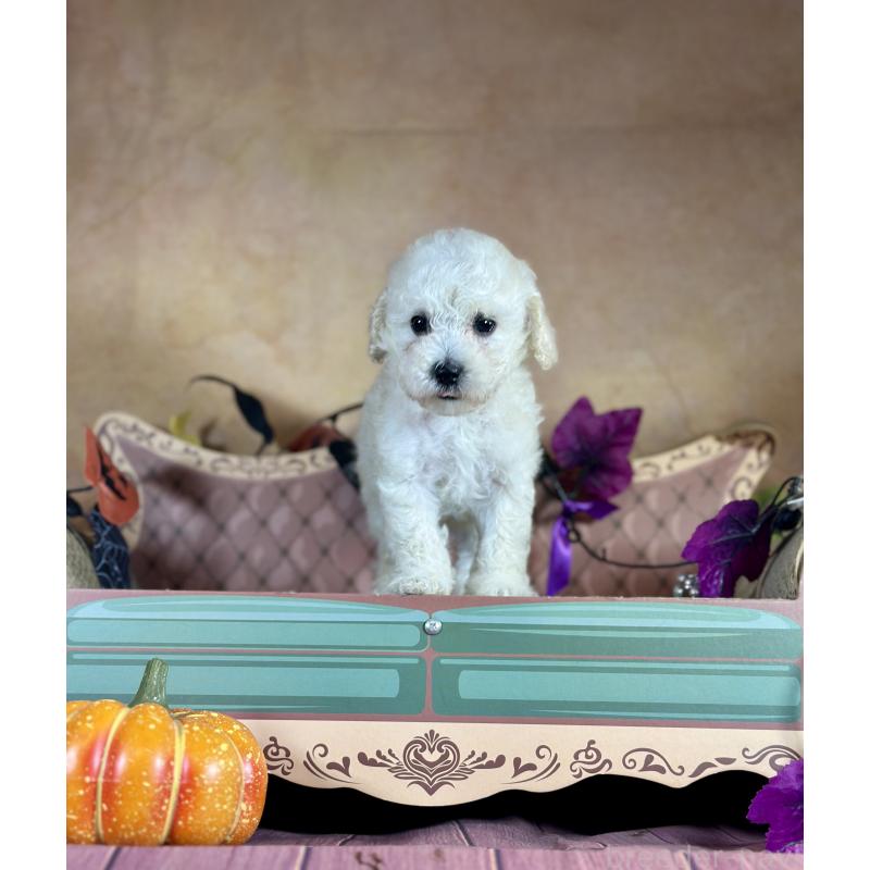 販売中の京都府のタイニープードル-413400の36枚目