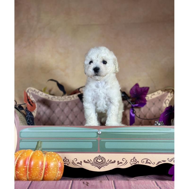 販売中の京都府のタイニープードル-413400の35枚目