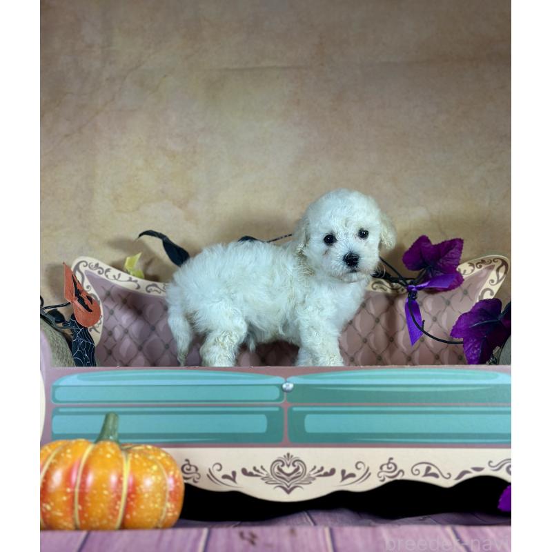 販売中の京都府のタイニープードル-413400の34枚目