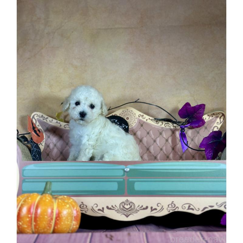 販売中の京都府のタイニープードル-413400の33枚目