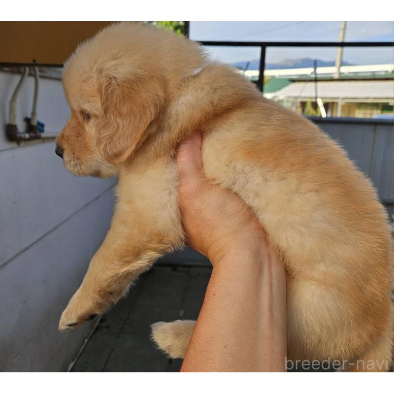 販売中の福島県のゴールデンレトリーバー-417582の5枚目