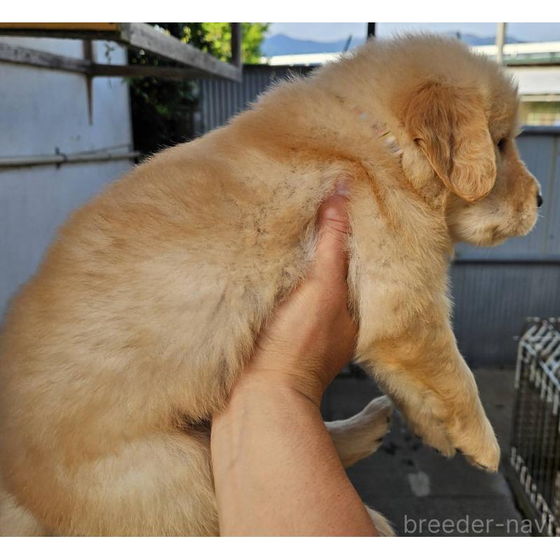 販売中の福島県のゴールデンレトリーバー-417582の4枚目