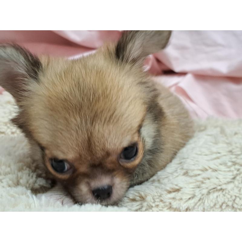 成約済の愛知県のチワワ(スムースコート)-411874の2枚目
