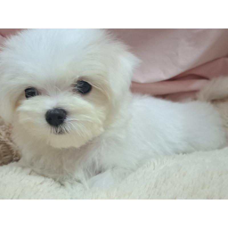 販売中の愛知県のマルチーズ-411878の5枚目