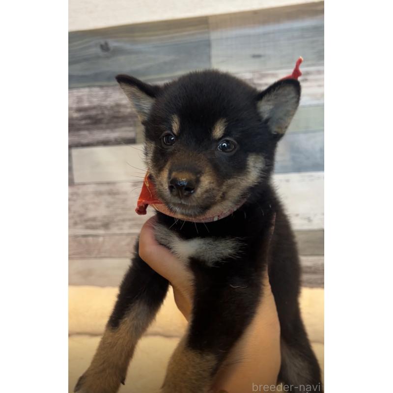 販売中の茨城県の柴犬-417592の5枚目