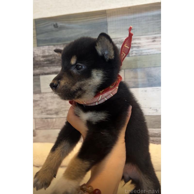 販売中の茨城県の柴犬-417592の4枚目
