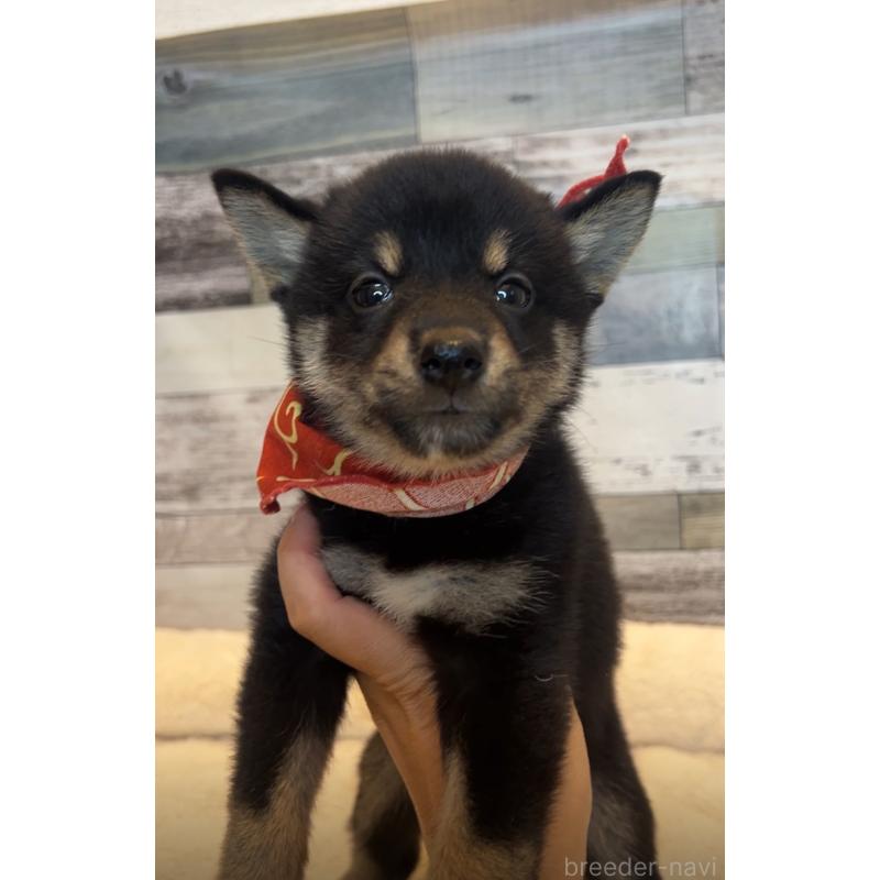 販売中の茨城県の柴犬-417592の3枚目