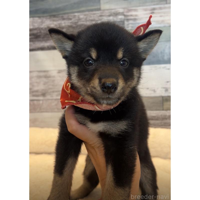 販売中の茨城県の柴犬-417592の2枚目