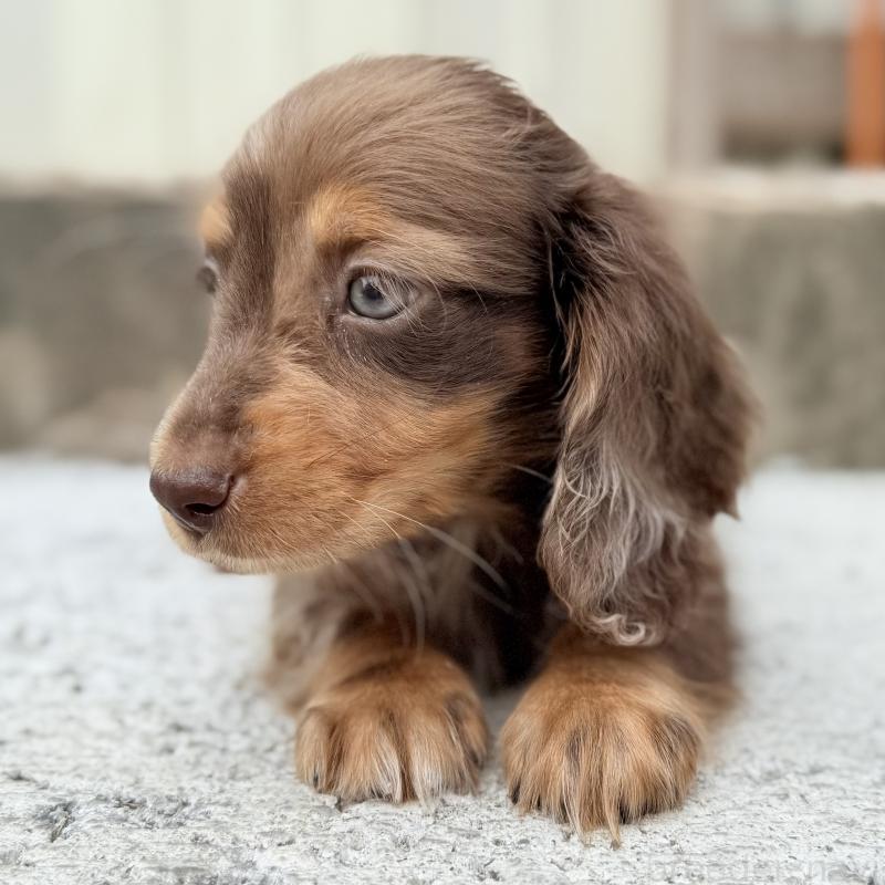 成約済の埼玉県のミニチュアダックスフンド(ロングヘアード)-417127の10枚目