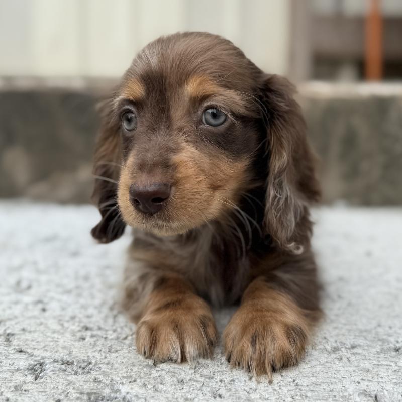 成約済の埼玉県のミニチュアダックスフンド(ロングヘアード)-417127の9枚目