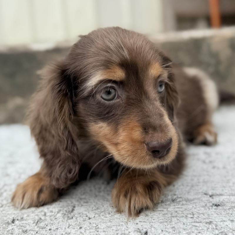 成約済の埼玉県のミニチュアダックスフンド(ロングヘアード)-417127の7枚目