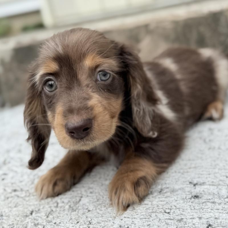 成約済の埼玉県のミニチュアダックスフンド(ロングヘアード)-417127の1枚目