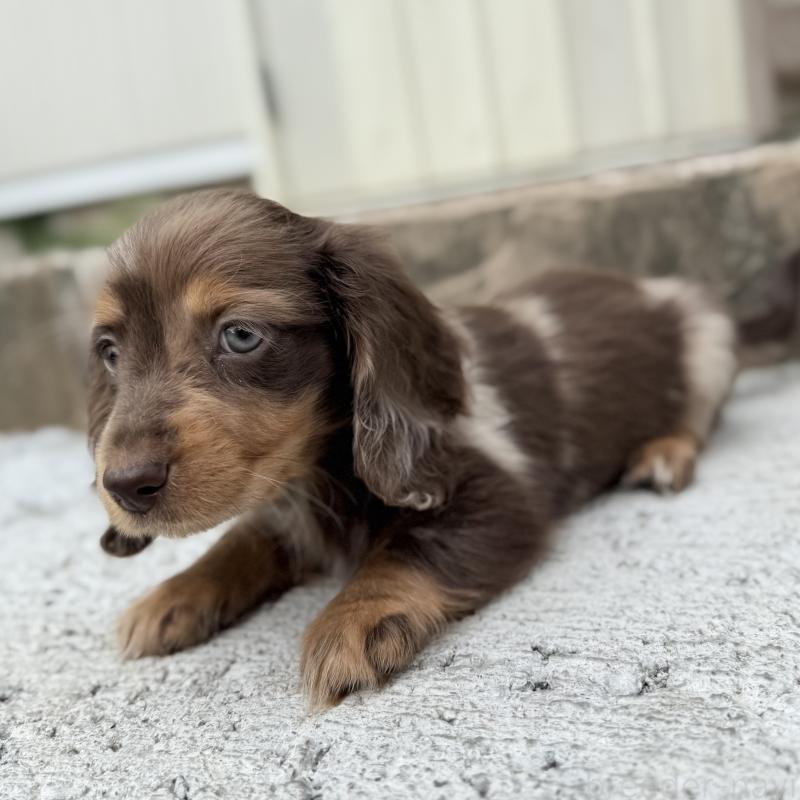 成約済の埼玉県のミニチュアダックスフンド(ロングヘアード)-417127の6枚目