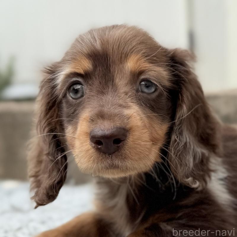 成約済の埼玉県のミニチュアダックスフンド(ロングヘアード)-417127の4枚目