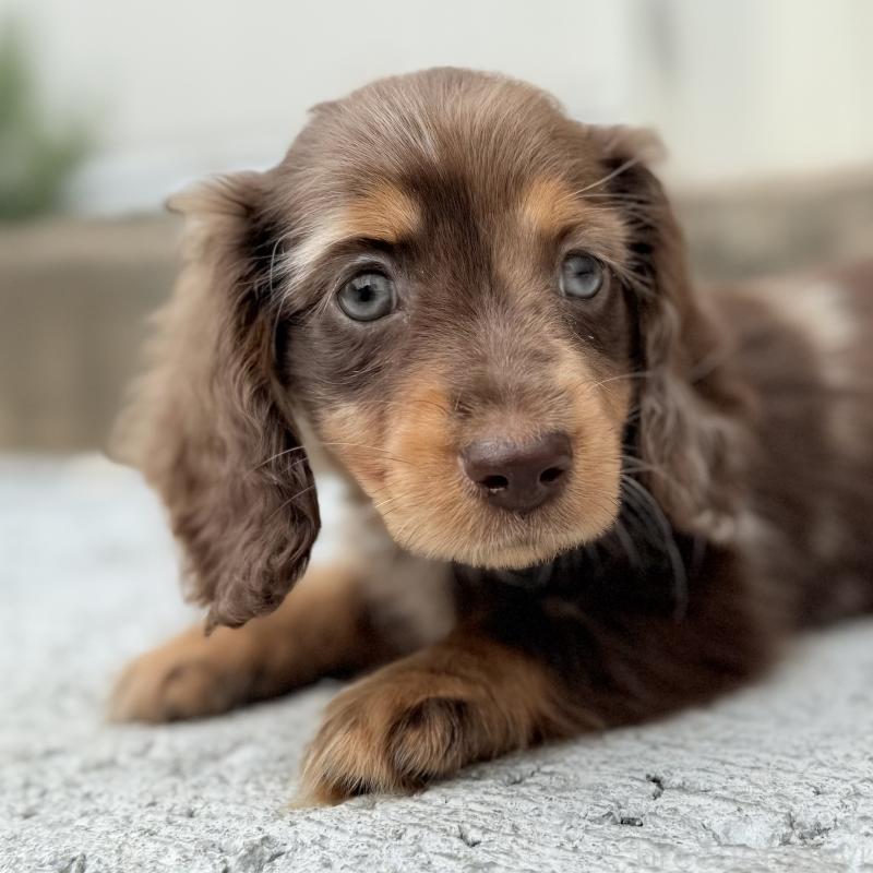 成約済の埼玉県のミニチュアダックスフンド(ロングヘアード)-417127の3枚目