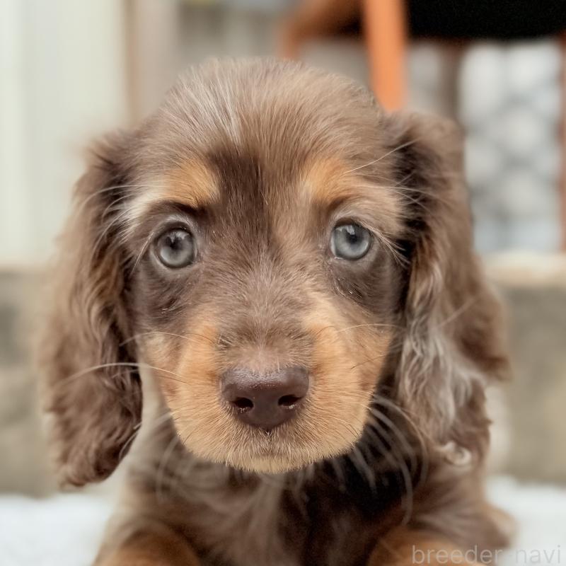 成約済の埼玉県のミニチュアダックスフンド(ロングヘアード)-417127の2枚目