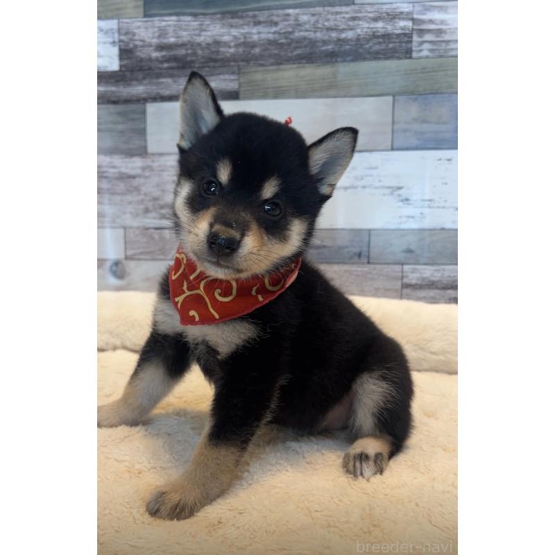 販売中の茨城県の柴犬-417593の5枚目