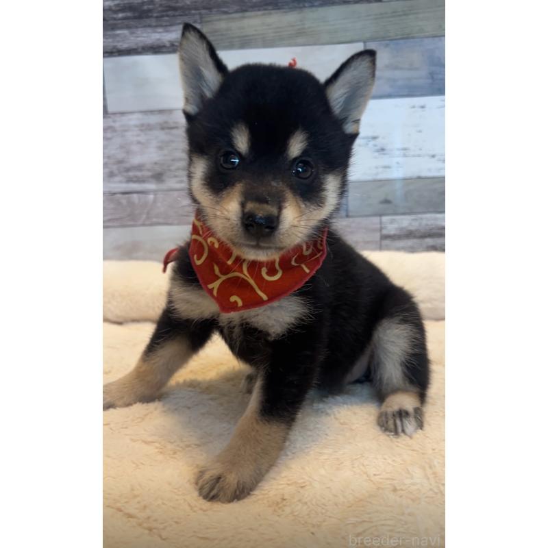 販売中の茨城県の柴犬-417593の4枚目