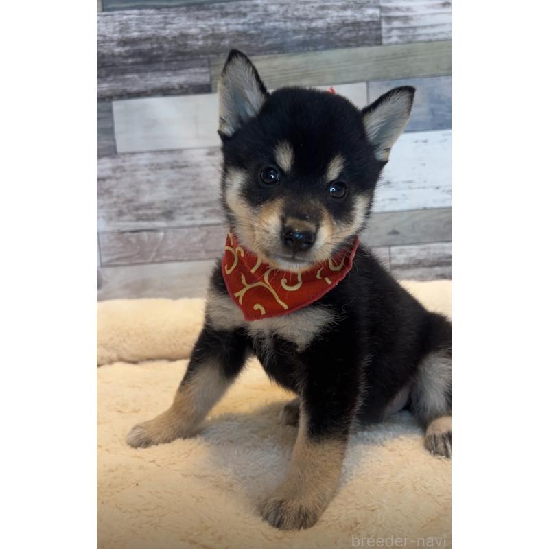 販売中の茨城県の柴犬-417593の3枚目