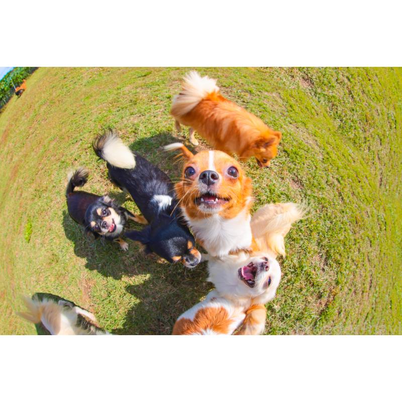 成約済の千葉県のミニチュアダックスフンド(ロングヘアード)-415126の2枚目