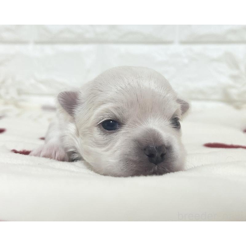 販売中の福岡県のチワマル:チワワ×マルチーズ-414966の81枚目