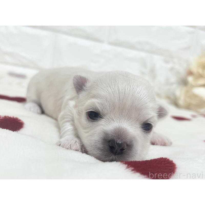 販売中の福岡県のチワマル:チワワ×マルチーズ-414966の80枚目