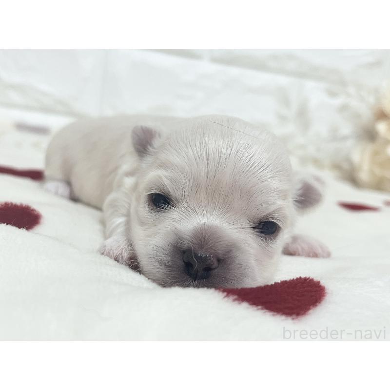 販売中の福岡県のチワマル:チワワ×マルチーズ-414966の79枚目