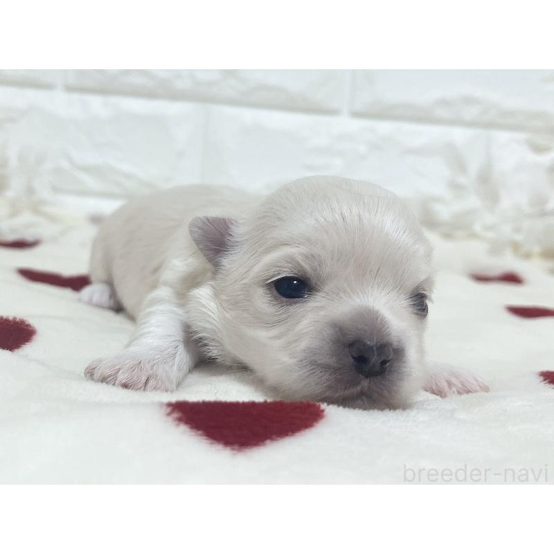 販売中の福岡県のチワマル:チワワ×マルチーズ-414966の78枚目