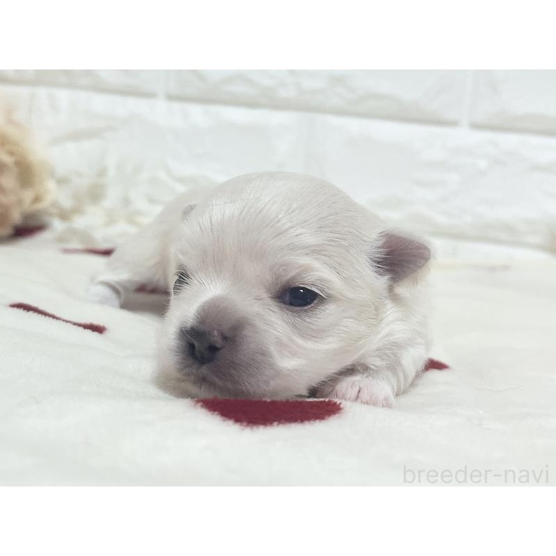 販売中の福岡県のチワマル:チワワ×マルチーズ-414966の77枚目