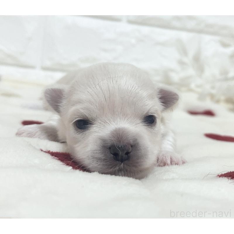 販売中の福岡県のチワマル:チワワ×マルチーズ-414966の76枚目